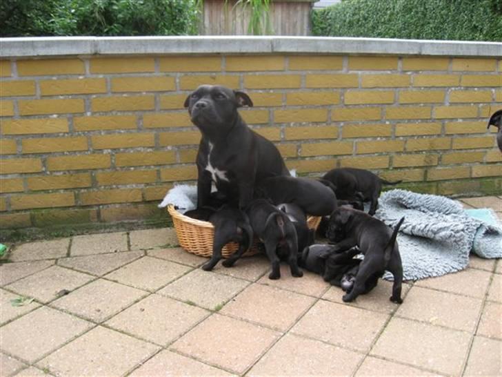 Staffordshire bull terrier Muttley billede 5