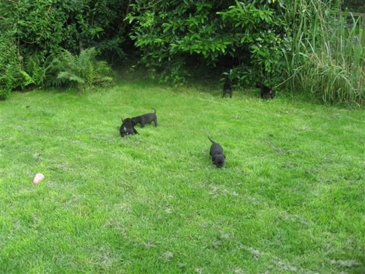 Staffordshire bull terrier Muttley billede 6