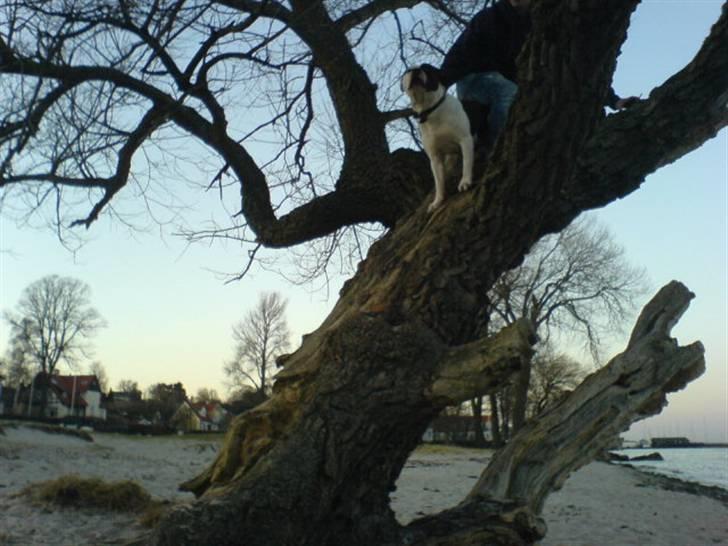 Amerikansk staffordshire terrier *Taz* billede 19