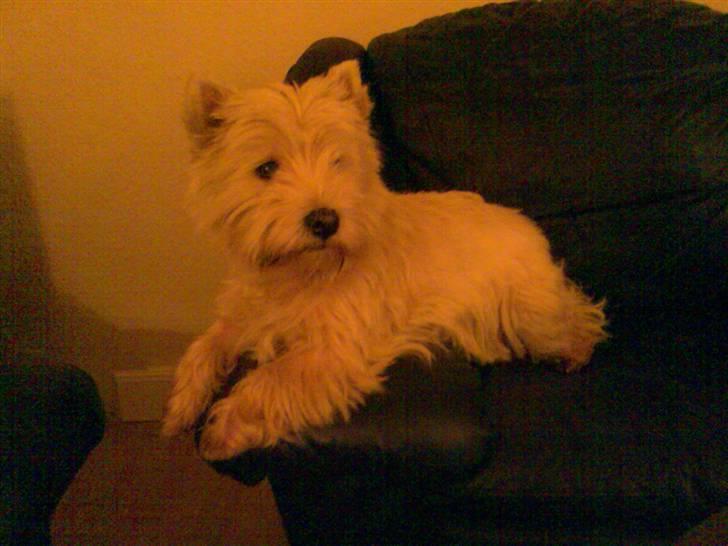 West highland white terrier Sally billede 1