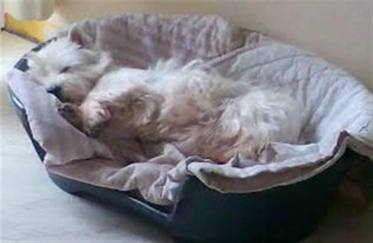 West highland white terrier Sally billede 2