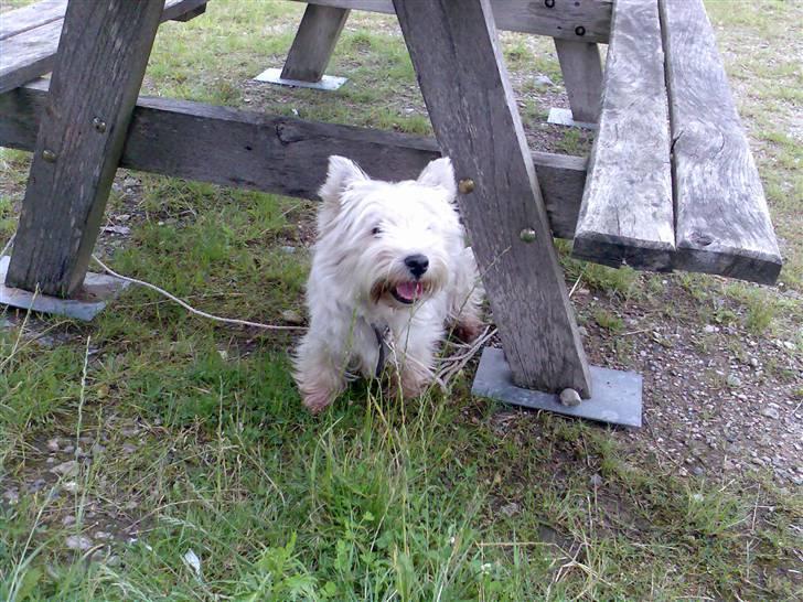 West highland white terrier Sally billede 3