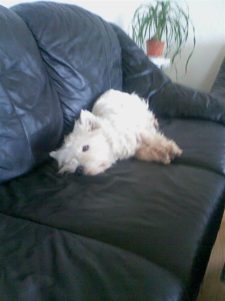 West highland white terrier Sally - Hygger billede 4
