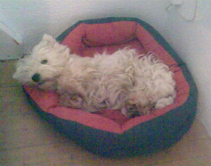 West highland white terrier Sally - så godt du tog et billede billede 5