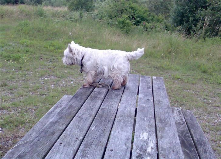 West highland white terrier Sally - Hov det var der vidst ingen der så! billede 6