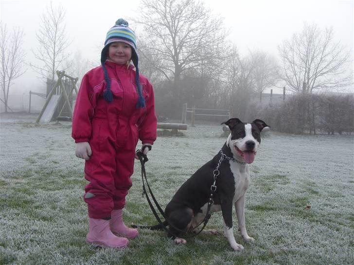 Amerikansk staffordshire terrier Trunte - Min lille ejer og moster billede 2