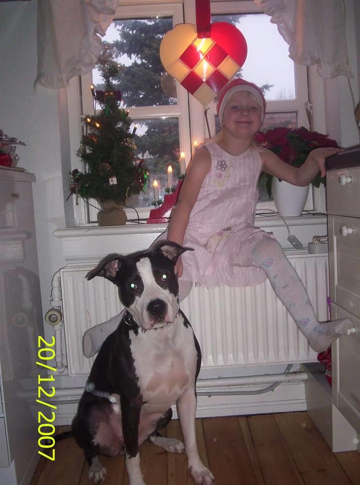 Amerikansk staffordshire terrier Trunte - i skoven billede 3