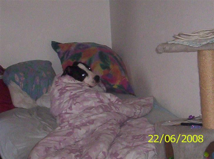 Amerikansk staffordshire terrier Trunte - leger med mor billede 4