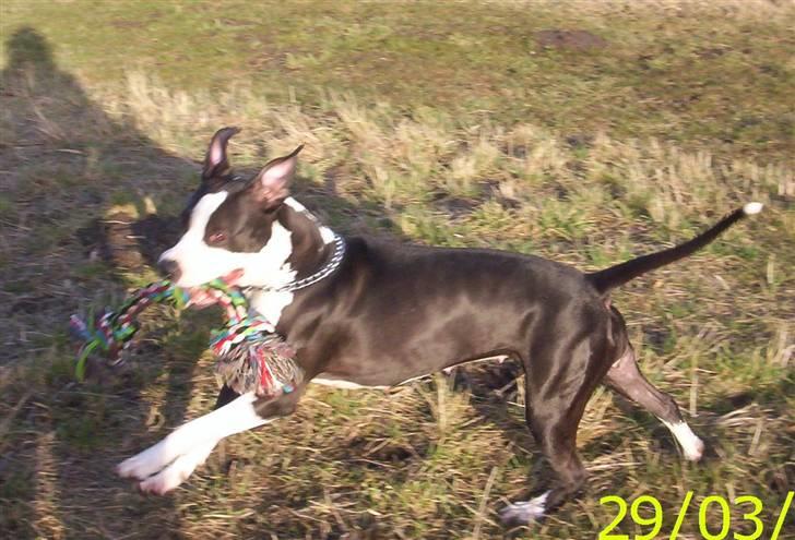 Amerikansk staffordshire terrier Trunte - mig der nyder livet billede 5