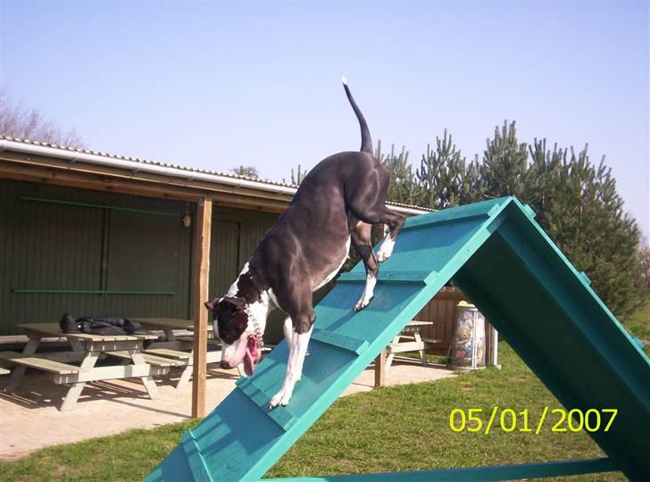 Amerikansk staffordshire terrier Trunte - jeg elsker agillity billede 6