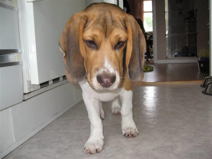 Beagle Hamanns Walther - Er jeg ikke sød :o) billede 15