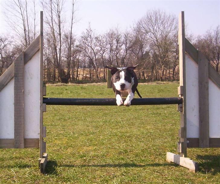 Amerikansk staffordshire terrier Trunte - mig i fuld firspring billede 7