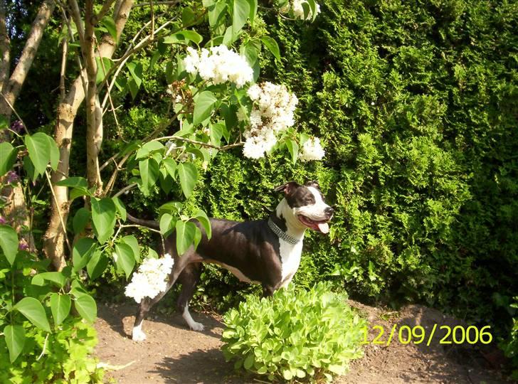 Amerikansk staffordshire terrier Trunte - i min gamle have billede 8