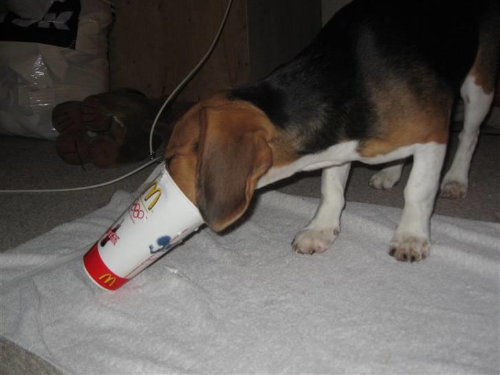 Beagle Hamanns Walther - Hvorfor ligger det bedste altid nede i bunden ?? billede 16