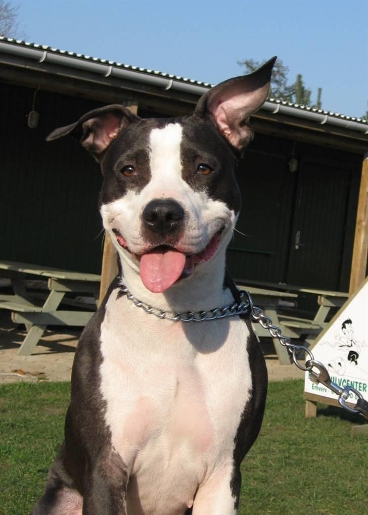 Amerikansk staffordshire terrier Trunte - jeg kan også være lalleglad billede 9