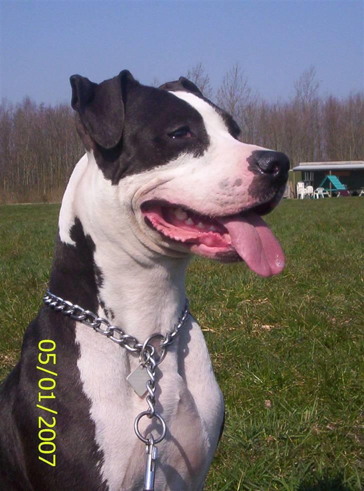 Amerikansk staffordshire terrier Trunte - min lille ejer styre mig med jernhånd så man må lystre billede 10
