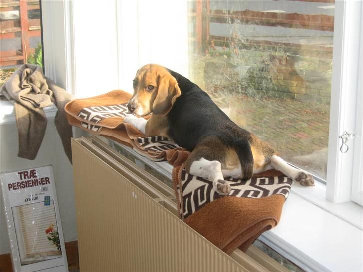 Beagle Hamanns Walther - Tager mig lige en slapper i vinduet. billede 17