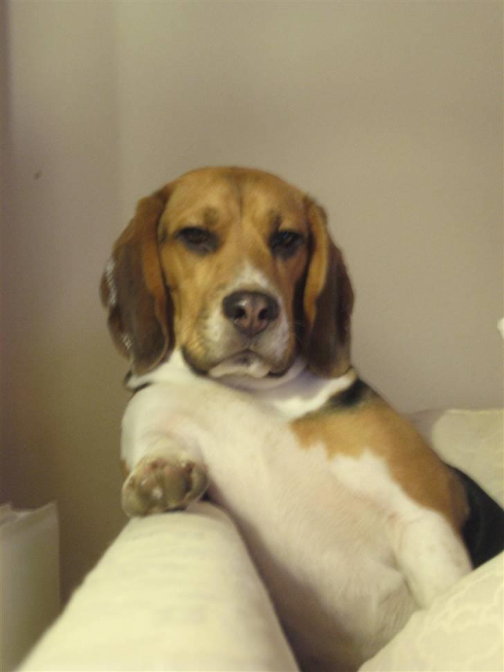 Beagle Hamanns Walther - Don Walther :o) billede 18