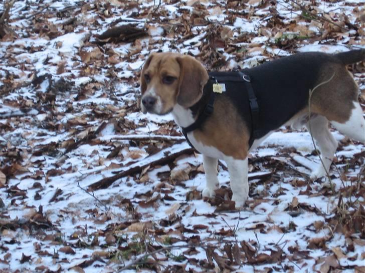 Beagle Hamanns Walther - Jeg elsker at være i skoven med min mor og far. billede 19