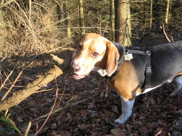 Beagle Hamanns Walther - Uhh en gren, dejlig at gnave i :o) billede 20