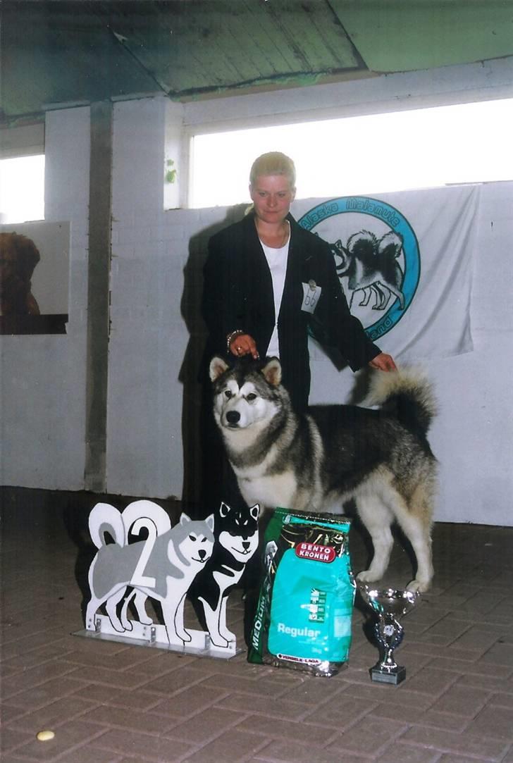 Alaskan malamute Lady  - Nr. 2 til det holanske specality ud af 11 tæver billede 15