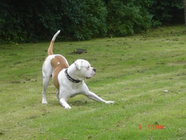 Amerikansk bulldog Kato - Så er jeg klar far.. billede 12