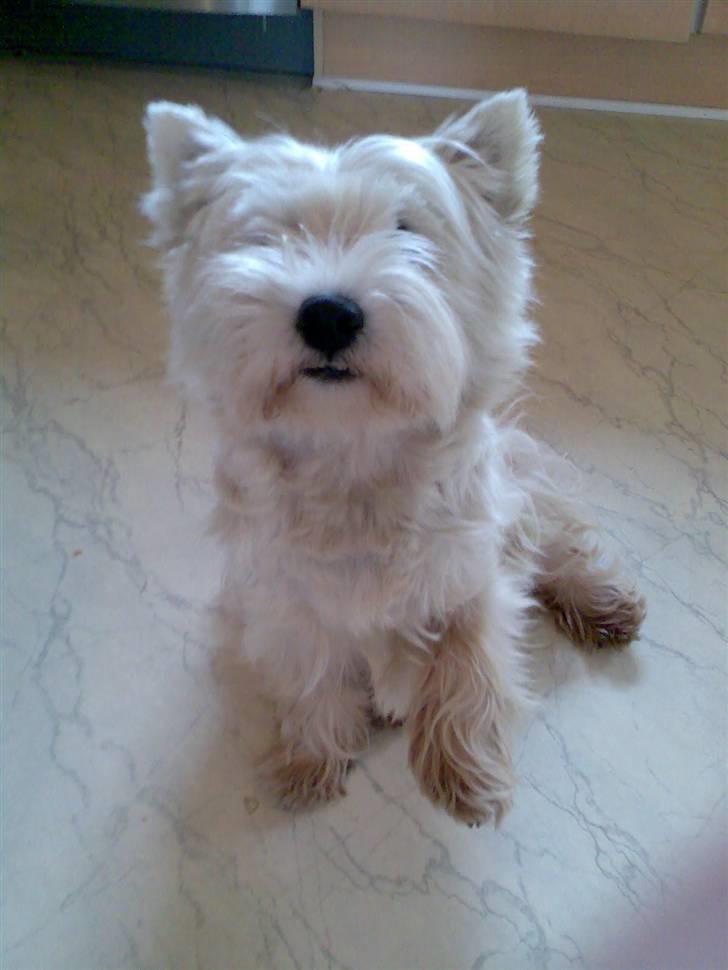 West highland white terrier Sally - Tag så min pote billede 7
