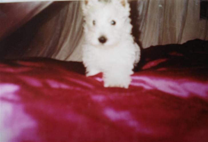 West highland white terrier Sally - Sally da hun var en lille hvalp billede 8