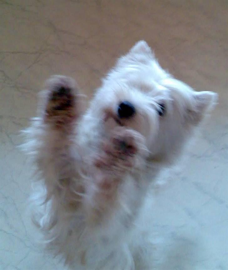West highland white terrier Sally - uhh tag mIg op! billede 9