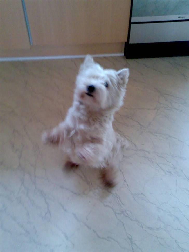 West highland white terrier Sally - Skal vi danse igen? billede 10
