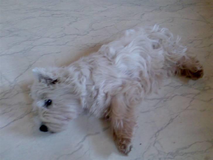 West highland white terrier Sally - SE jeg spiller død billede 11