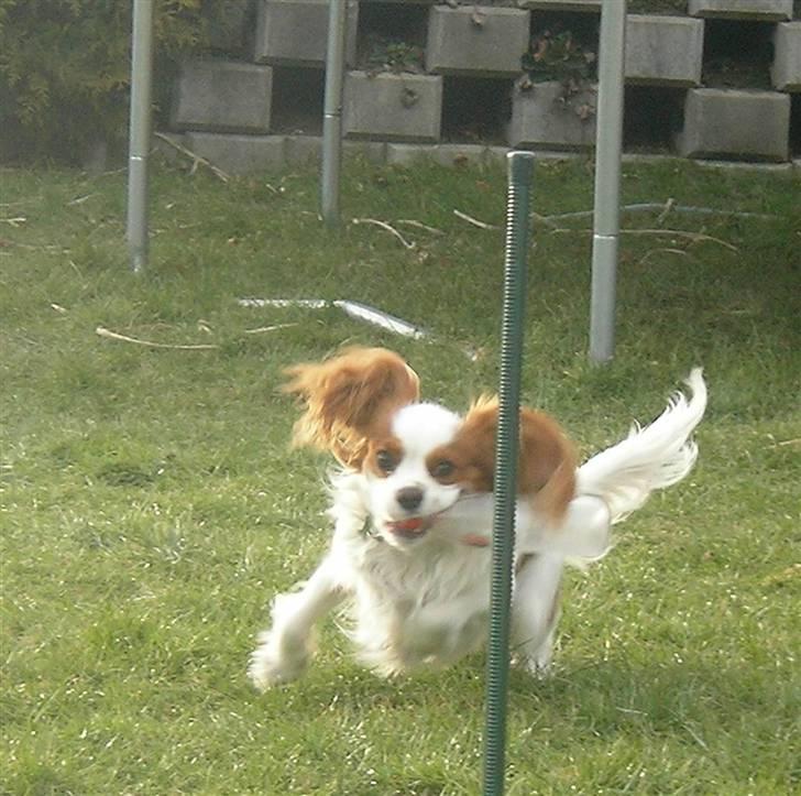 Cavalier king charles spaniel Birkedahls Jerry - Glade Jerry (: Hej alle fine vovser :D billede 1