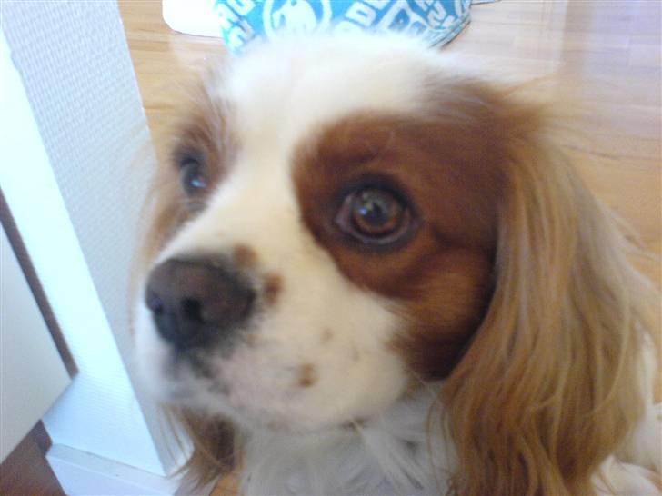Cavalier king charles spaniel Birkedahls Jerry billede 2
