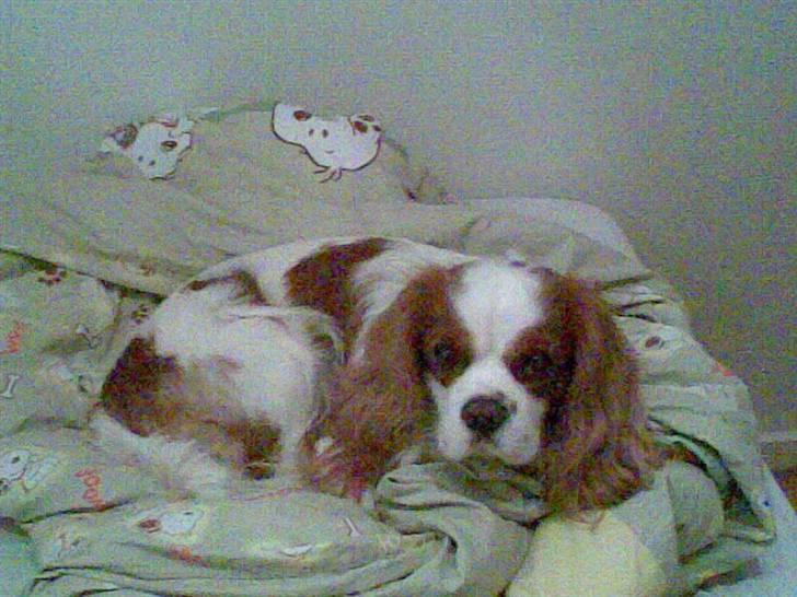 Cavalier king charles spaniel Birkedahls Jerry billede 3
