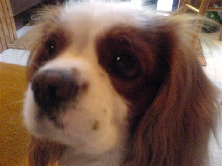 Cavalier king charles spaniel Birkedahls Jerry billede 4