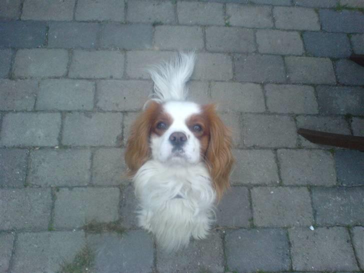 Cavalier king charles spaniel Birkedahls Jerry - Jerry På hans 3 års fødselsdag, Super glad <3 billede 5