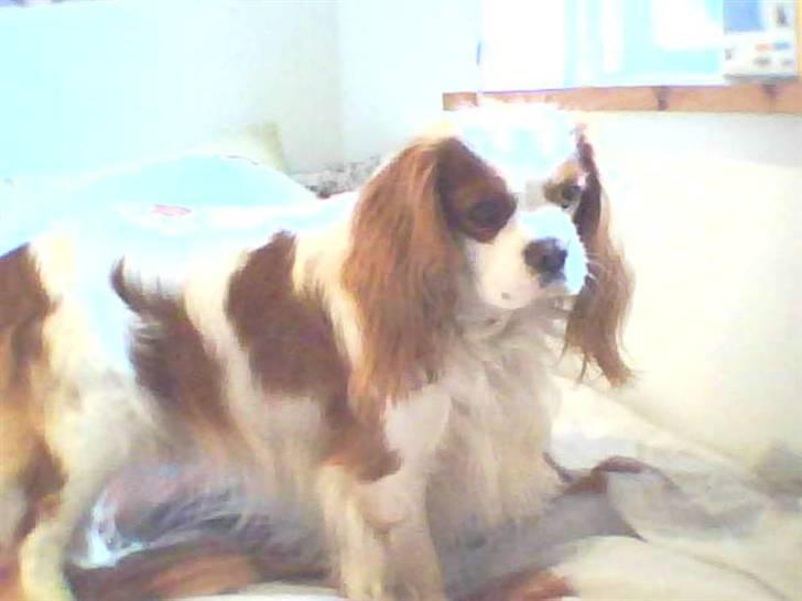 Cavalier king charles spaniel Birkedahls Jerry billede 6