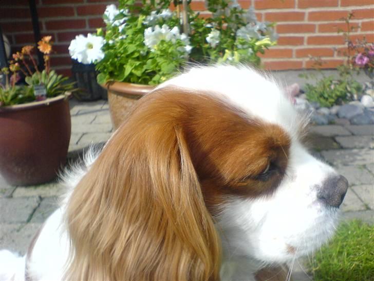 Cavalier king charles spaniel Birkedahls Jerry billede 7