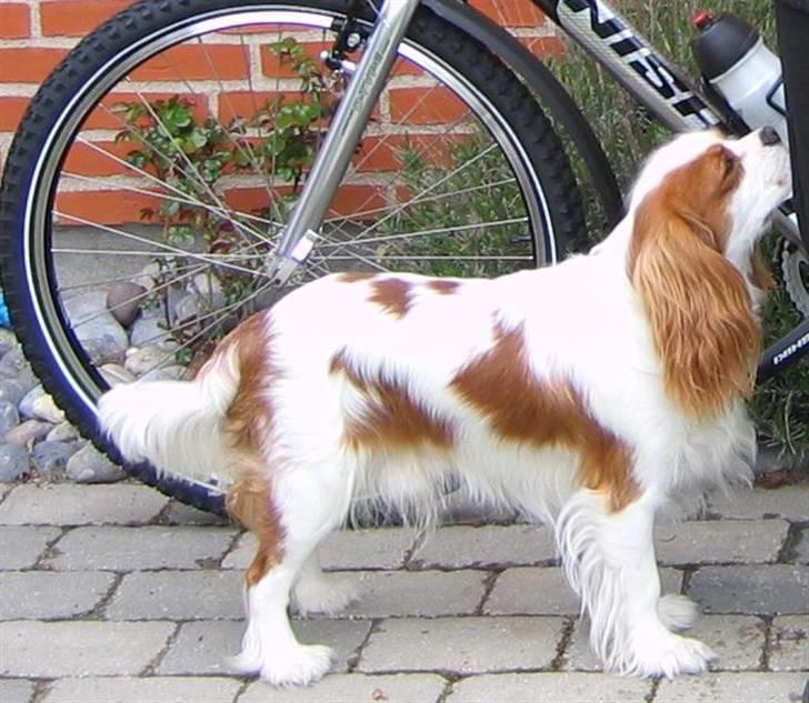 Cavalier king charles spaniel Birkedahls Jerry billede 8