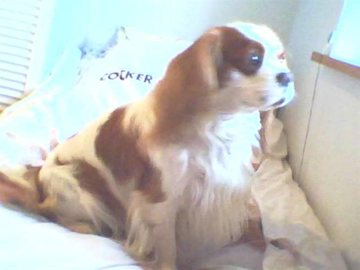 Cavalier king charles spaniel Birkedahls Jerry billede 9