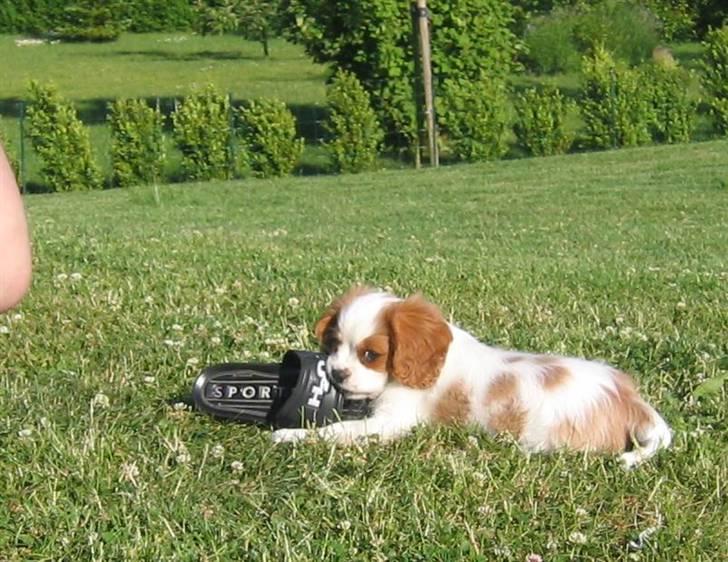 Cavalier king charles spaniel Birkedahls Jerry - Jerry lige da vi har fået ham hjem 8 uger <3 billede 10
