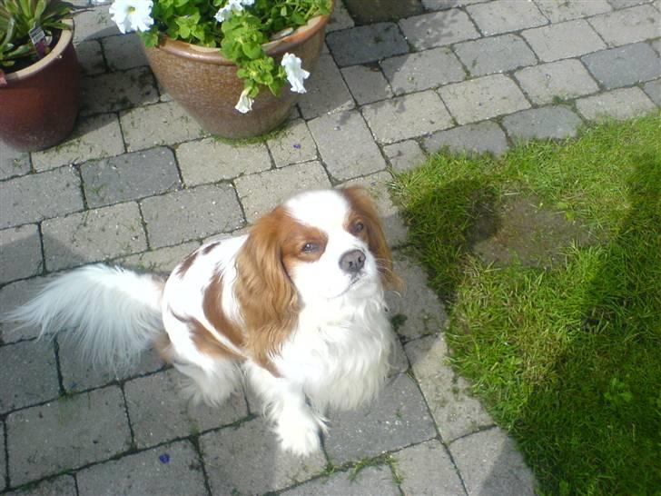 Cavalier king charles spaniel Birkedahls Jerry billede 11
