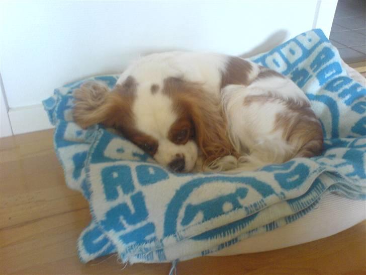 Cavalier king charles spaniel Birkedahls Jerry billede 12