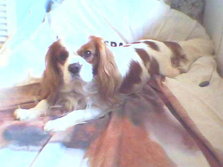 Cavalier king charles spaniel Birkedahls Jerry billede 13