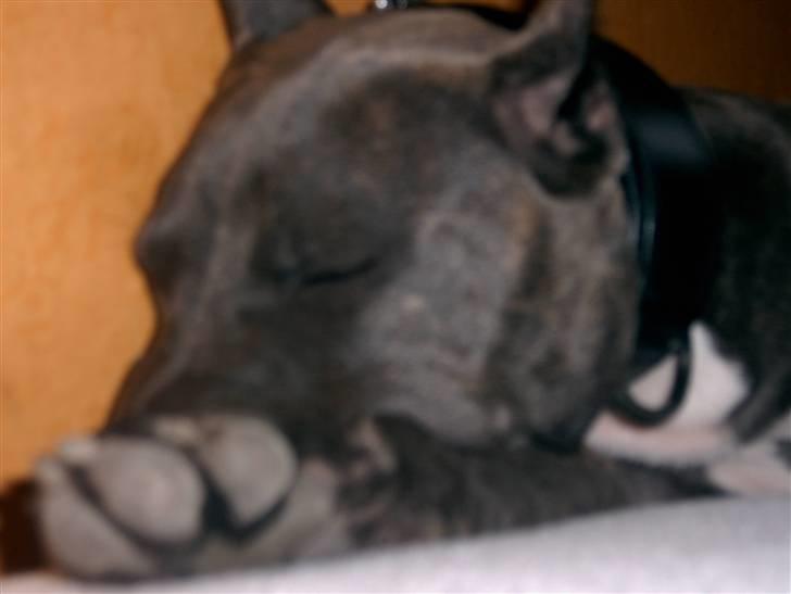 Amerikansk staffordshire terrier Idahno (Dahno) - tager mig lige en lur:) billede 4