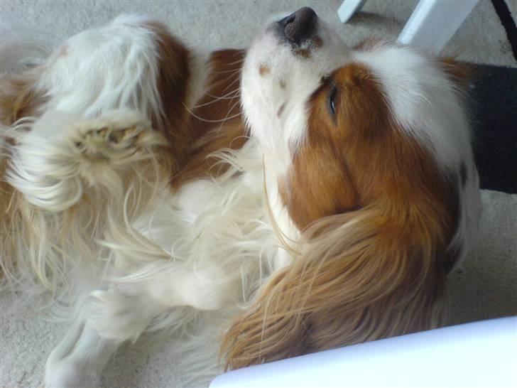 Cavalier king charles spaniel Birkedahls Jerry - Jerry ruller sig (: billede 14