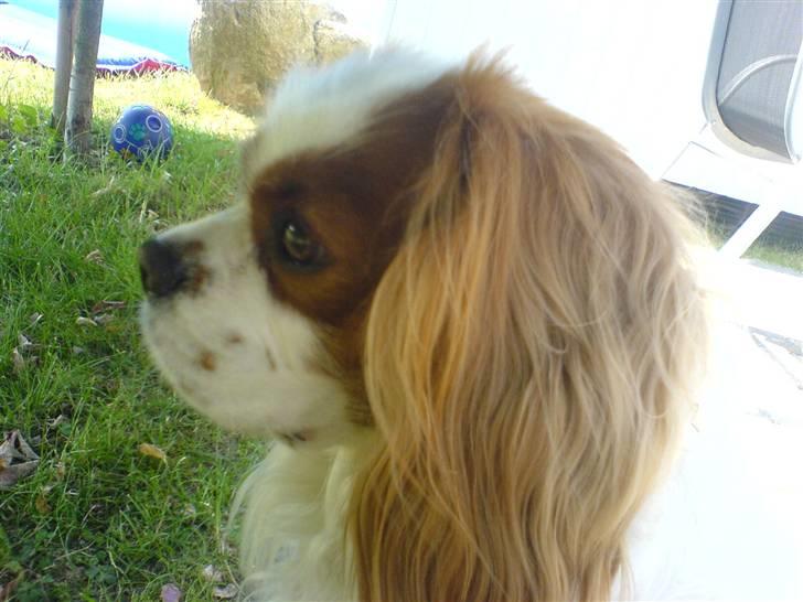 Cavalier king charles spaniel Birkedahls Jerry - Jerry i haven (: billede 15