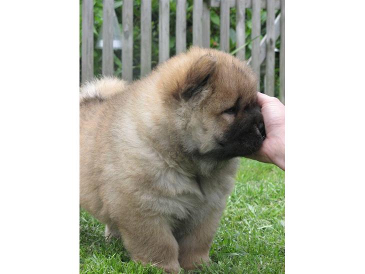 Chow chow Bidachows Kappa - Besøg hos Kappa, 6 uger .  billede 1