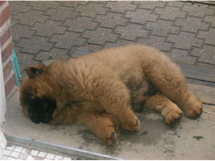 Chow chow tajo R.I.P - velkommen til min profil, jeg hedder Tajo :) billede 1