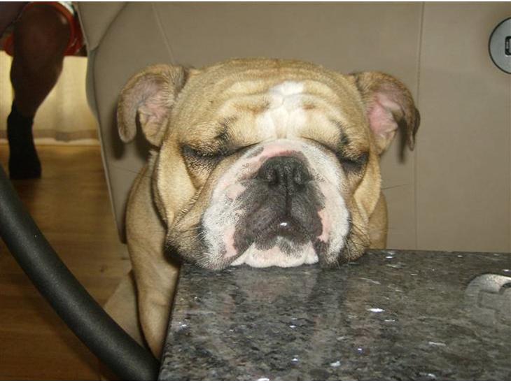 Engelsk bulldog Rynke - der er nok ikke nogen der ligger mærke til hvis jeg lige blunder her  billede 1